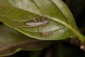 True Katydid Nymph Royalty Free Stock Photo