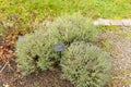 True lavender or Lavendula Angustifolia plant in Zurich in Switzerland