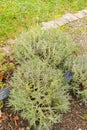 True lavender or Lavendula Angustifolia plant in Zurich in Switzerland