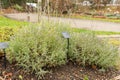 True lavender or Lavendula Angustifolia plant in Zurich in Switzerland