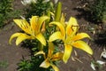 True lilies with yellow and orange spotted flowers Royalty Free Stock Photo