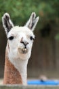 The True Llama Royalty Free Stock Photo