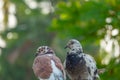 The true love of a couple of pigeons that will be together forever Royalty Free Stock Photo