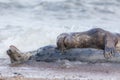 True love. Creature comforts. Animal affection between pair of loving seals