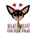 True love has four paws - cute chihuahua dog with hearts