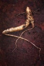 The true Mandrake root Mandragora officinarum, In this plant a Royalty Free Stock Photo