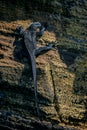 Marine iguana climbs the volcanic ash cliff, Galapagos