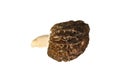 True morel Morchella esculenta on white Royalty Free Stock Photo