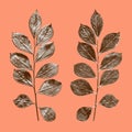 True myrtle leaf, Myrtus communis, front and back in three colors