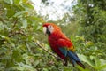 True parrot observes from a branch, Amazon rainforest, Peru