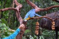 True parrot receiving food from a person