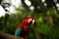 True parrot in tree in Cartagena de India, Columbia