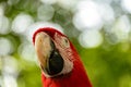 True parrot in tree in Cartegena Columbia