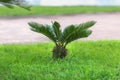 True sago palm on the lawn