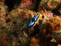 True sea slug Royalty Free Stock Photo