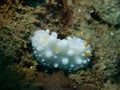 True sea slug, Philippines, Luzon Island, Aniloa Royalty Free Stock Photo