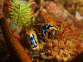 True sea slugs Royalty Free Stock Photo