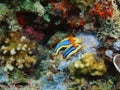 True sea slugs Royalty Free Stock Photo