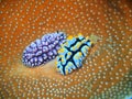 True sea slugs Royalty Free Stock Photo