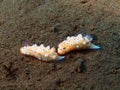 True sea slugs Royalty Free Stock Photo