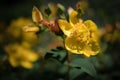 True St. John`s wort - Hypericum perforatum