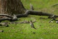 True Thrush bird with a worm on its beak standing on grass ground, close-up Royalty Free Stock Photo