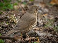 True thrush female bird close-up portrait in the forest