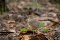 True thrush female bird close-up portrait in the forest