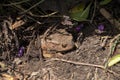 A true toad in a garden