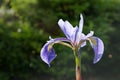 True Water Iris flower. Copy space. Iris versicolor. Royalty Free Stock Photo