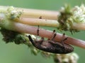 true weevil hanging Royalty Free Stock Photo