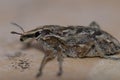 True weevil. Royalty Free Stock Photo