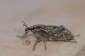 True weevil. Royalty Free Stock Photo