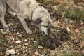 TRUFFLE DOG WITH TRUFFLES, TRUFFLE GATHERING IN DROME IN FRANCE