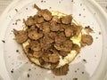 Truffle and eggs, food and art, eat and enjoy