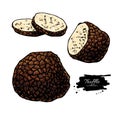 Truffle mushroom hand drawn vector illustration set. Sketch food drawing