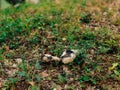 Truffle Mushroom in the woods Royalty Free Stock Photo