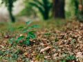 Truffle Mushroom in the woods Royalty Free Stock Photo