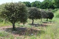 Truffle orchard made oaks, several species of truffles can now be cultivated. Host tree seedlings are inoculated with truffle spor