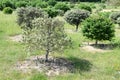 Truffle orchard with oaks and hazelnut trees, Host tree seedlings are inoculated with truffle spores Royalty Free Stock Photo