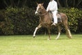 TRUJILLO, PERU-June 2014: Peruvian Paso horses being ridden by men in traditional clothing with chalan with typical chouth in