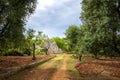 Trulli with olive grove. Val d`Itria - Puglia Apulia - Italy