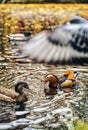 The truly impressive plumage of a male Mandarin duck, seen in a duckpond, with other birds Royalty Free Stock Photo