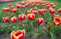 Truly striking flower with amazing color combination. Red flowers with beautiful yellow on inside. Beautiful bright Royalty Free Stock Photo