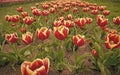 Truly striking flower with amazing color combination. Red flowers with beautiful yellow on inside. Beautiful bright Royalty Free Stock Photo