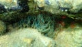 Trumpet anemone or rock anemone, glass anemone Aiptasia mutabilis undersea, Aegean Sea