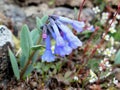 Trumpet Bluebells - Mertensia longiflora