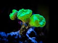 Trumpet Coral Caulastrea curvata in aa reef aquarium LPS coral