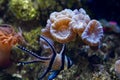 Trumpet coral colony and blurred Banggai cardinalfish swim in water current, active animal in reef marine aquarium Royalty Free Stock Photo