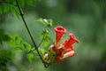 Trumpet creeper Royalty Free Stock Photo